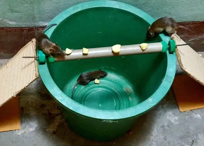 ontoh perangkap tikus mekanis untuk membantu mengendalikan tikus di area rumah atau gudang
