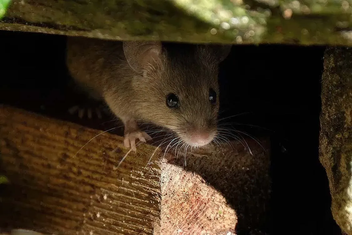 Tikus bersembunyi di area bangunan sebelum pemasangan perangkap