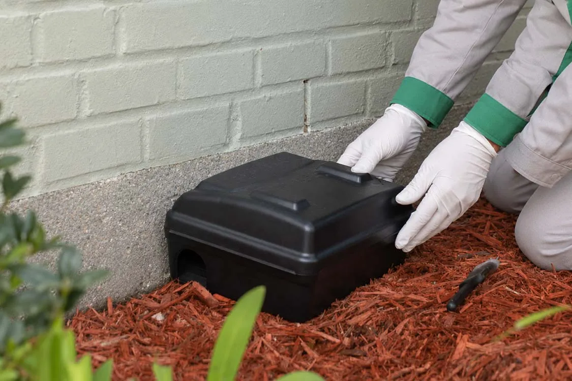 petugas pest control memasang perangkat tikus