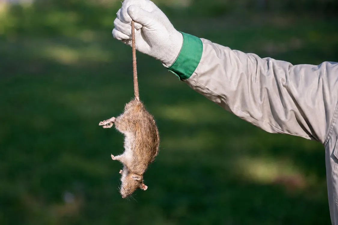 Seorang teknisi pembasmi tikus dari ecoforpest bali memegang bangkai tikus