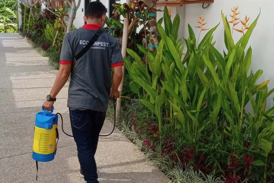 Seorang teknisi pembasmi hama bali sedang menyemprot area taman
