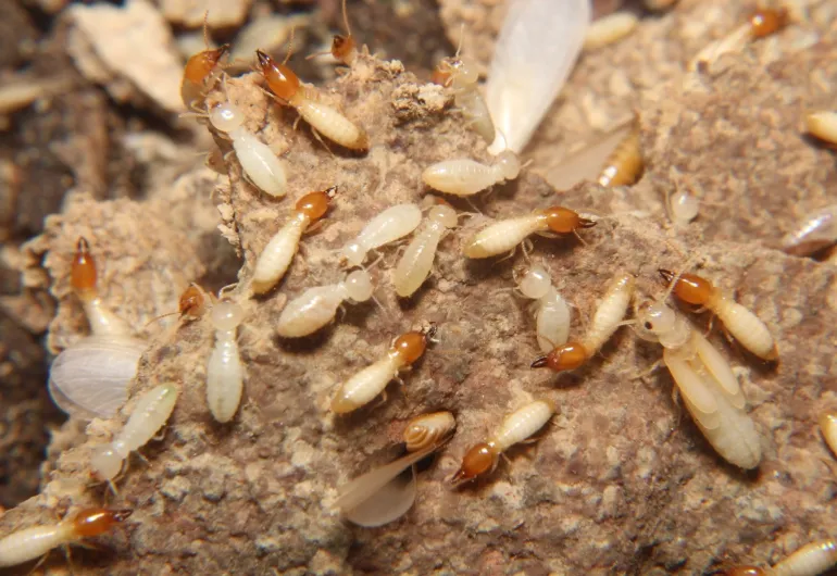 Coptotermes gestroi