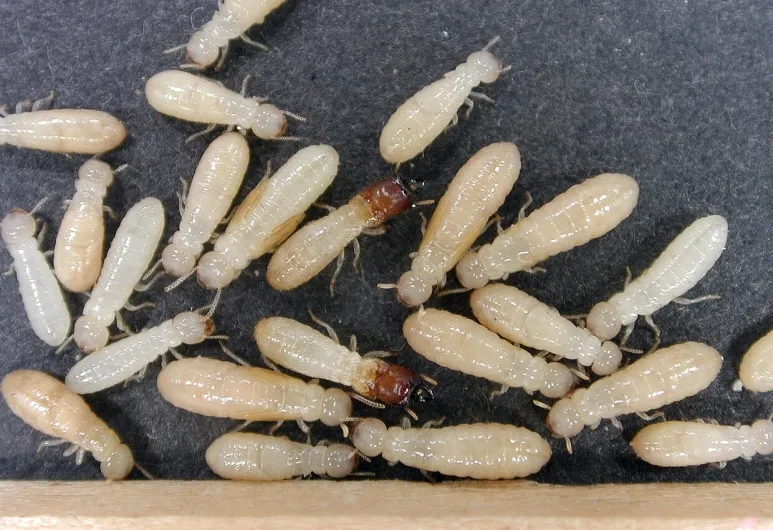 Cryptotermes cynocephalus.