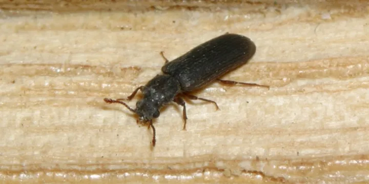 Kumbang Bubuk Asli: Lyctid Powderpost Beetles