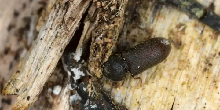 Kumbang Bubuk Palsu: Bostrichid Beetles