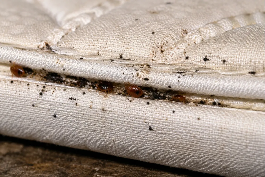 kasur yang terkena serangan kutu busuk atau bed bug di bali
