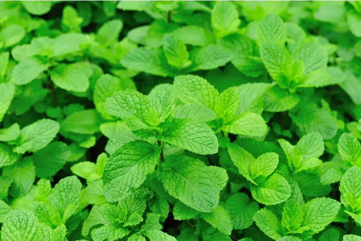 daunt mint