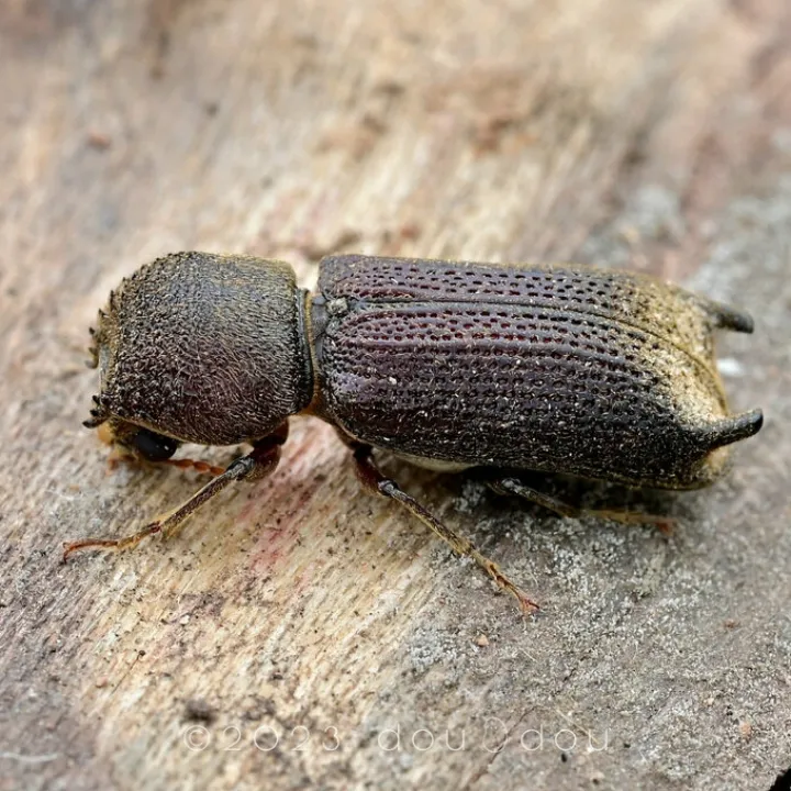 Kumbang Bubuk Kayu