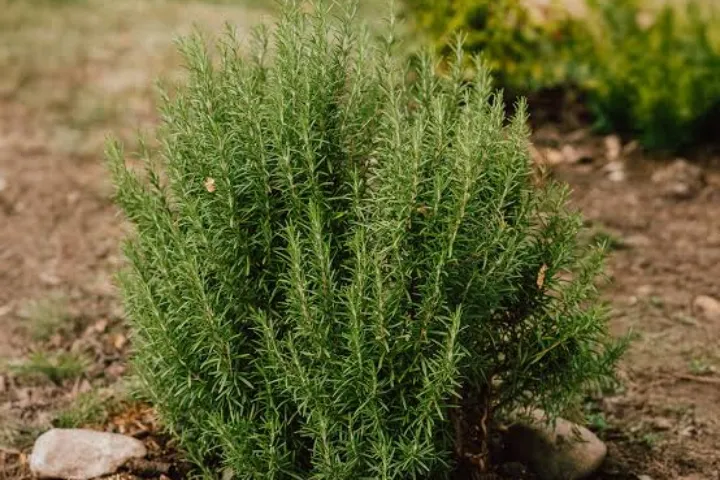 Rosemary (Salvia rosmarinus)