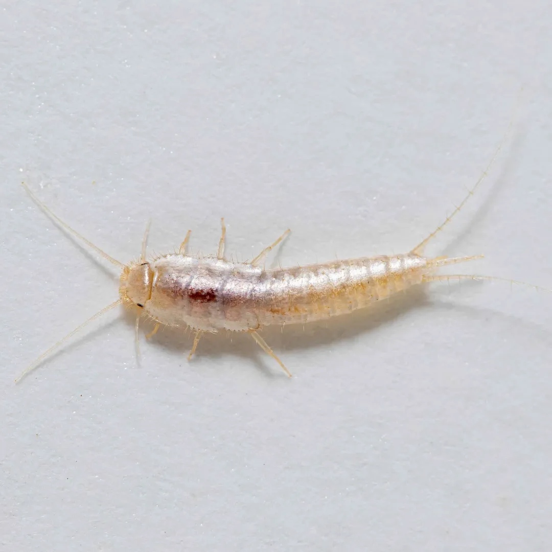 Silverfish
