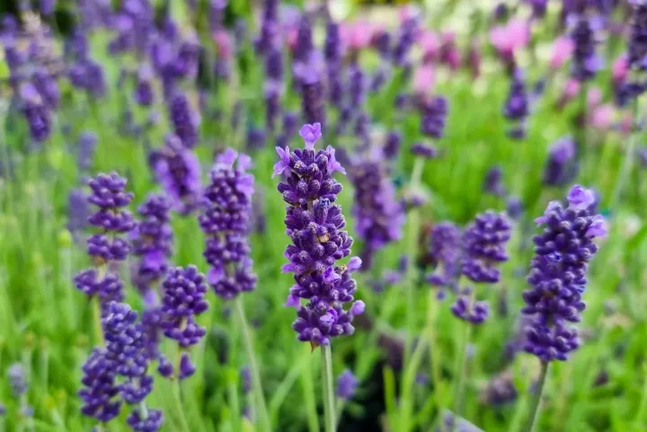 Lavender (Lavandula angustifolia)